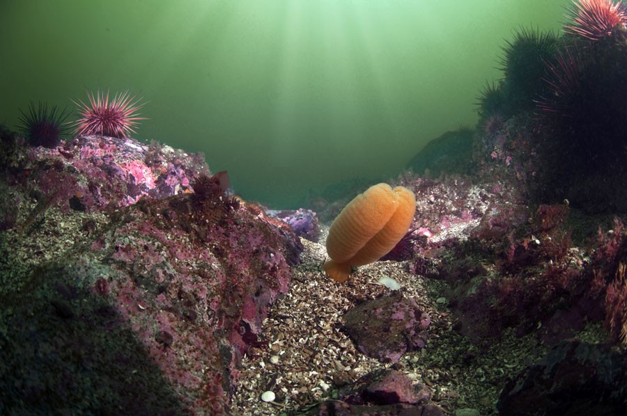 Con bút biển (sea pen) bao gồm một tập đoàn sinh vật gọi là polip, giống như cái bút.